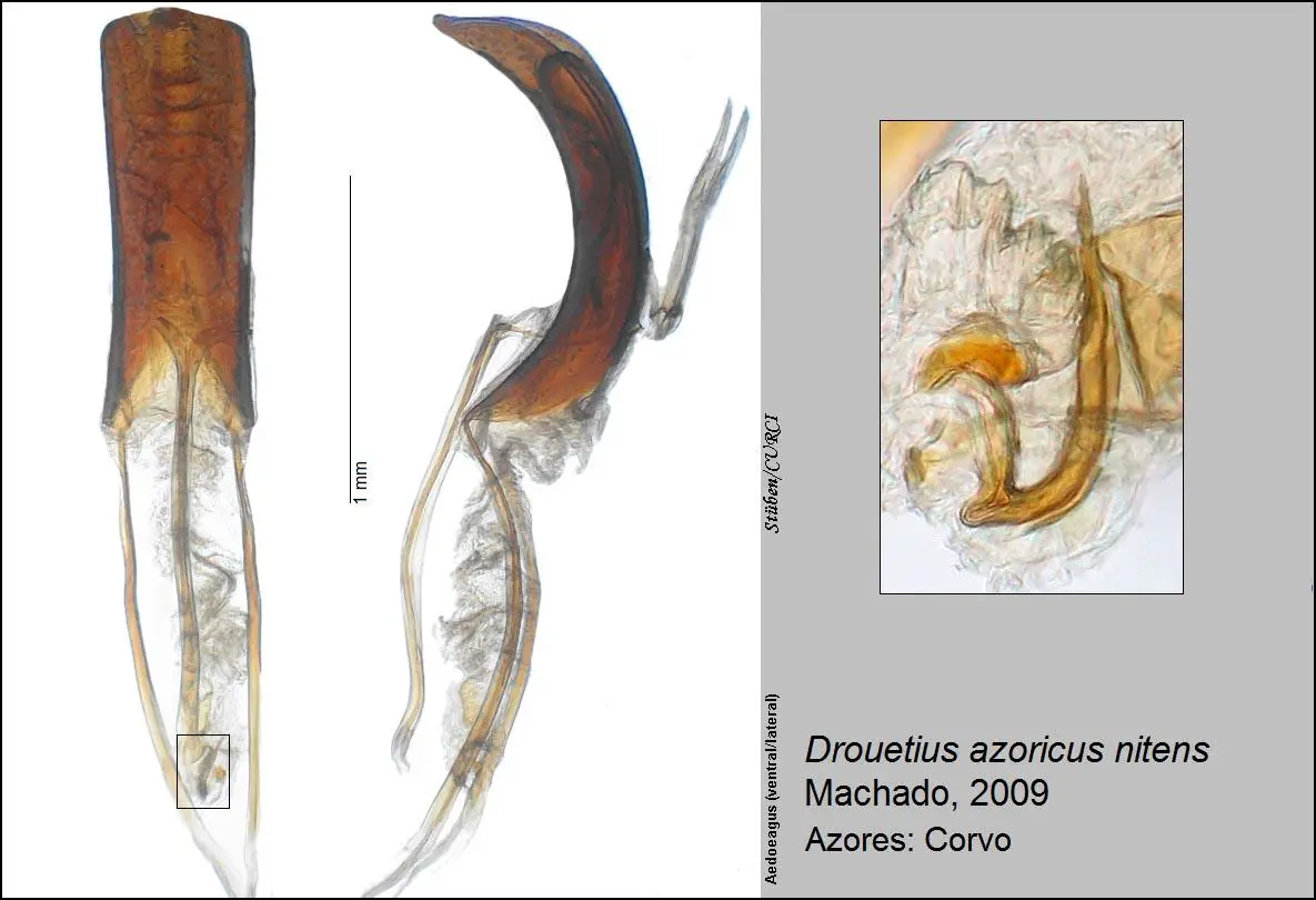 drouetius-azoricus-nitens-t00288-62.jpg