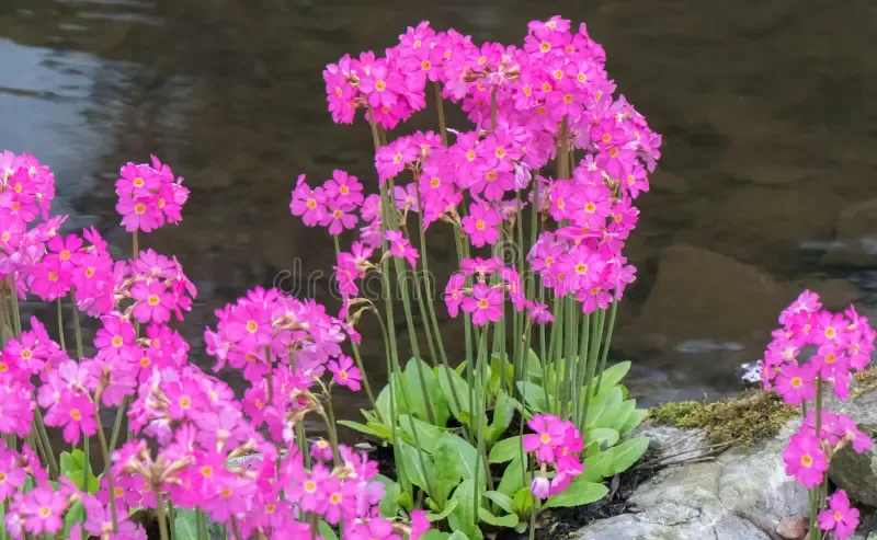 himalayan-meadow-primrose-primula-rosea-next-to-water-flowering-himalayan-meadow-primrose-primula-rosea-gigas-herbaceous-215443637.jpg