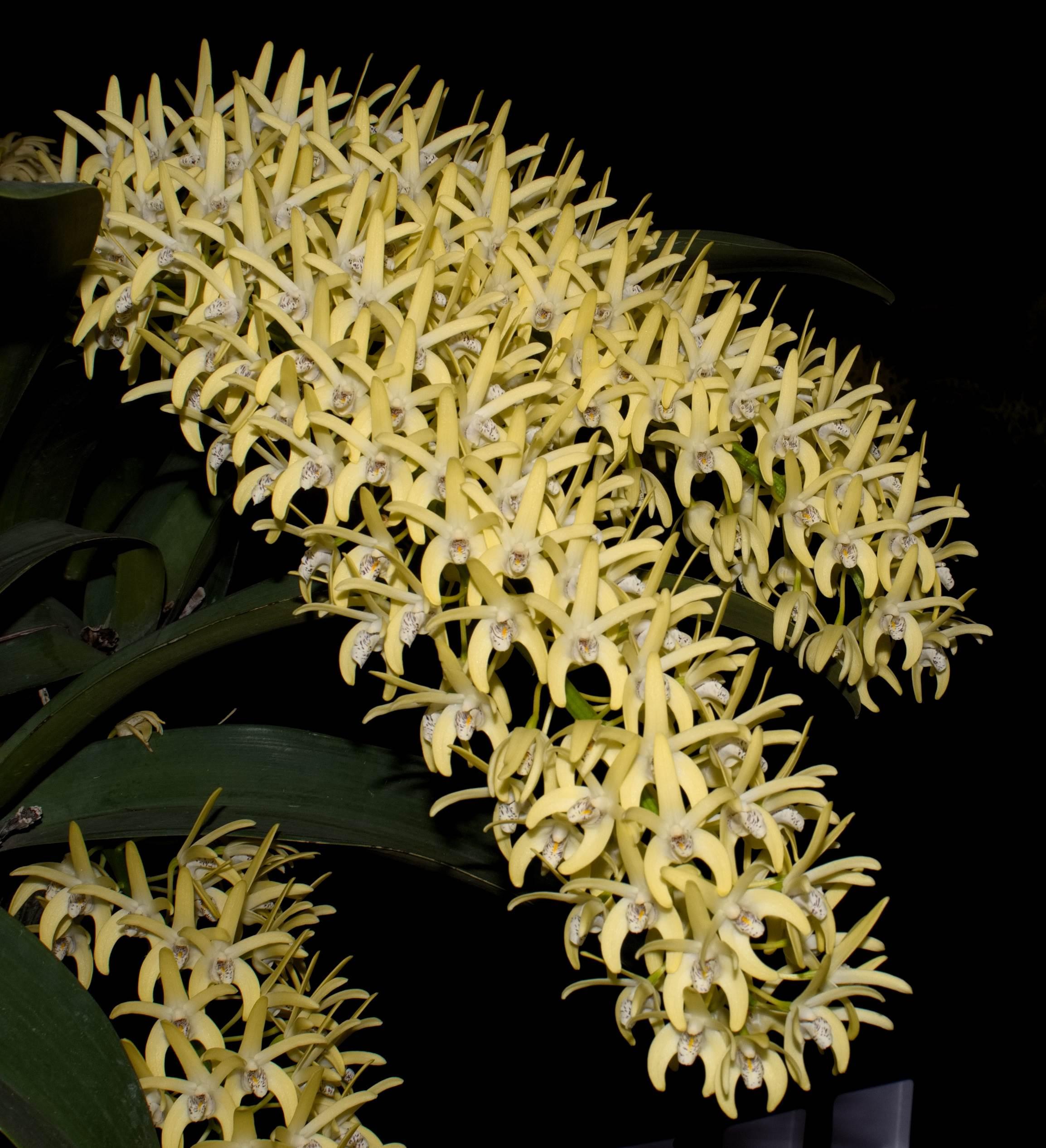 Champion-Speciosum-Champion-Species-Den.-speciosum-var.-curvicaule-Daylight-Moon-inflorescence-20190827-1.jpg