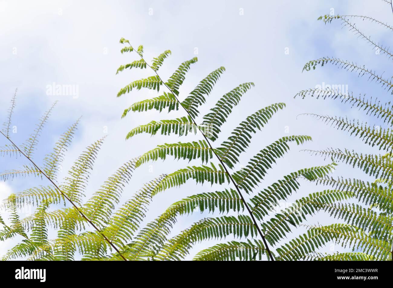 golden-moss-or-chain-fern-cibotium-barometz-or-nephrolepis-cordifolia-plant-and-sky-2MC3WWR.jpg