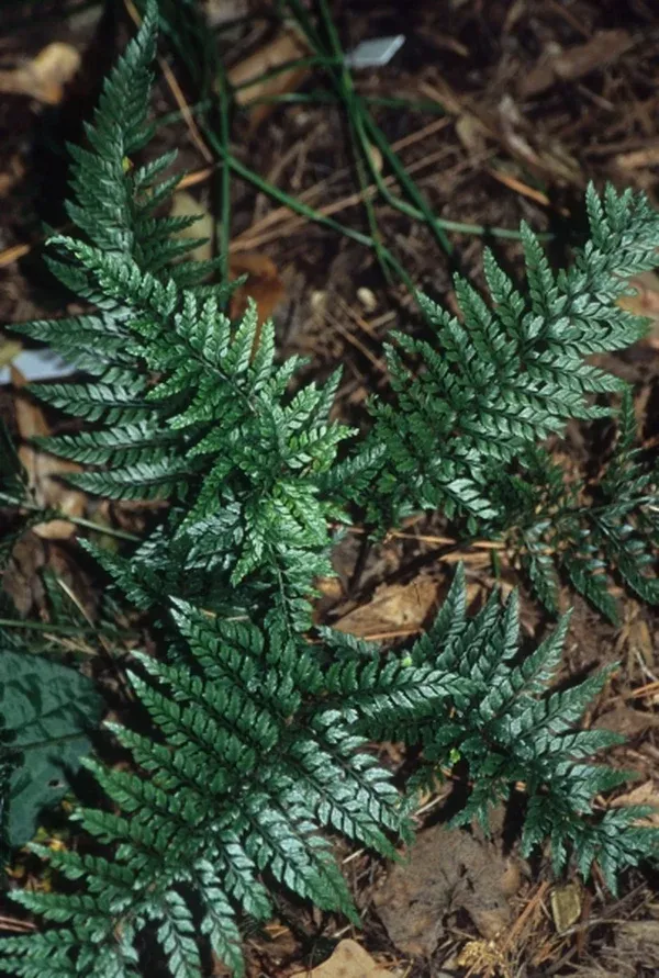 Polystichum-tsussimense-var-mayebarae.i-7374.s-24684.r-1_8386718d-87b2-4a09-bbcf-5d98df3b3dd6.jpg