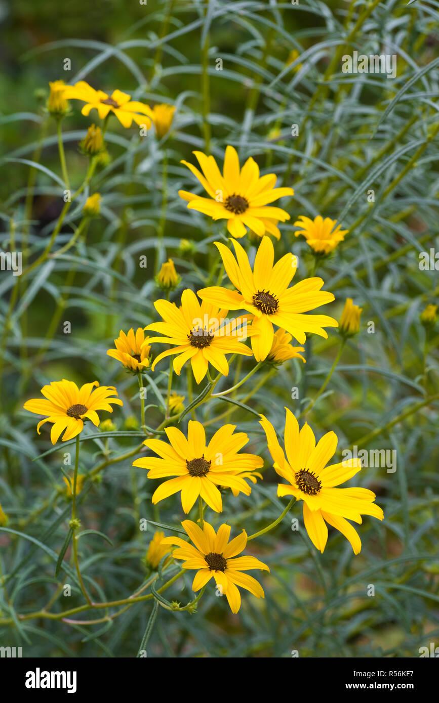 swamp-sunflower-narrowleaf-sunflower-narrow-leaved-sunflower-helianthus-angustifolius-in-central-virginia-in-late-september-R56KF7.jpg