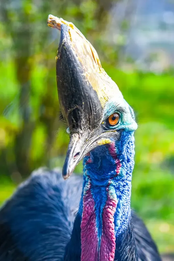 casoar-du-sud-casuarius-de-vue-en-gros-plan-d-oiseau-ratite-indig-ne-vers-la-papouasie-nouvelle-guin-e-l-indon-sie-et-australie-145651141.jpg