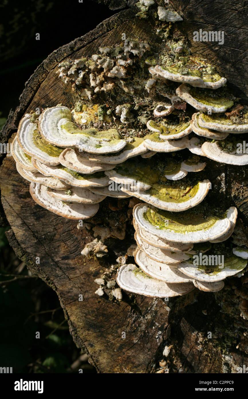 soporte-aterronado-hongo-trametes-gibbosa-polyporaceae-aka-pseudotrametes-gibbosa-daedalea-gibbosa-polyporus-gibbosus-c2ppc9.jpg