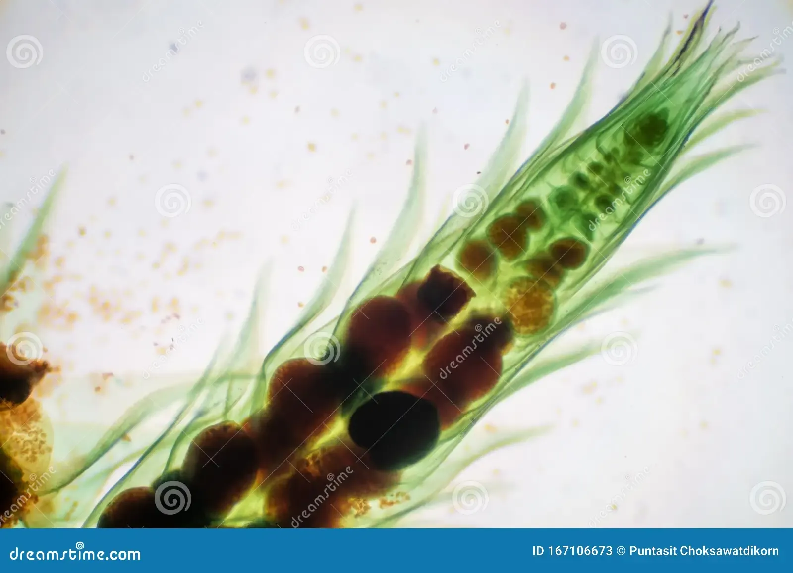 moss-gametophyte-sexual-phase-life-cycle-plants-under-microscope-moss-gametophyte-sexual-phase-life-167106673.jpg