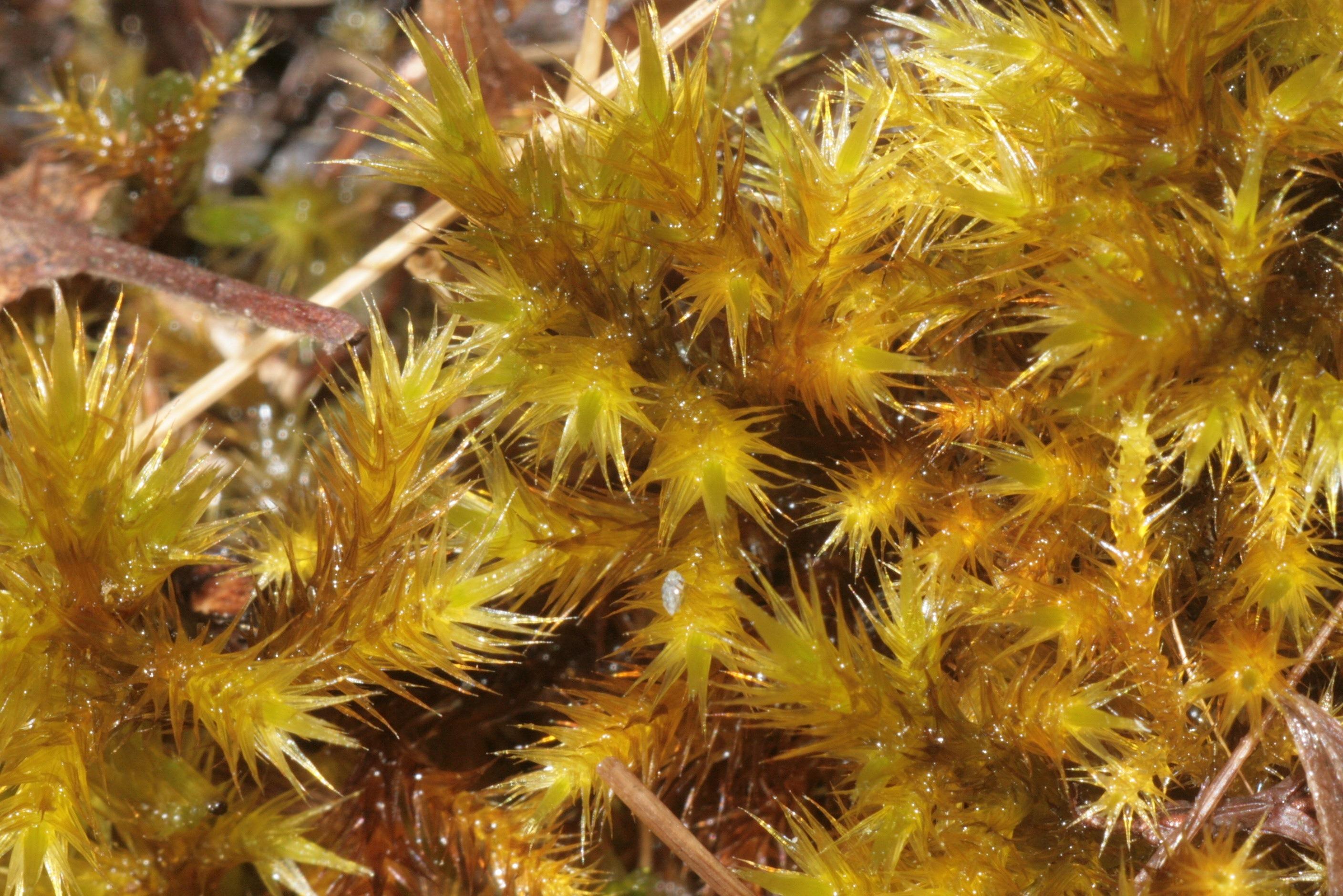 nature-plant-texture-leaf-flower-food-golden-produce-macro-flora-plants-close-up-leaves-outside-macro-photography-land-plant-thorns-spines-and-prickles-tomentypnum-nitens-1248298.jpg