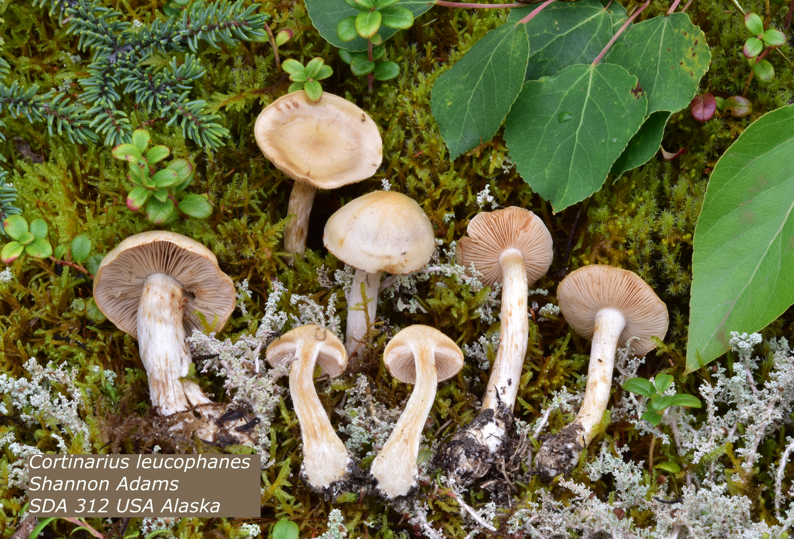 sda-312-cortinarius-leucophanes-kenai-national-wildlife-refuge-milepost-18-27-aug-2018-small.png