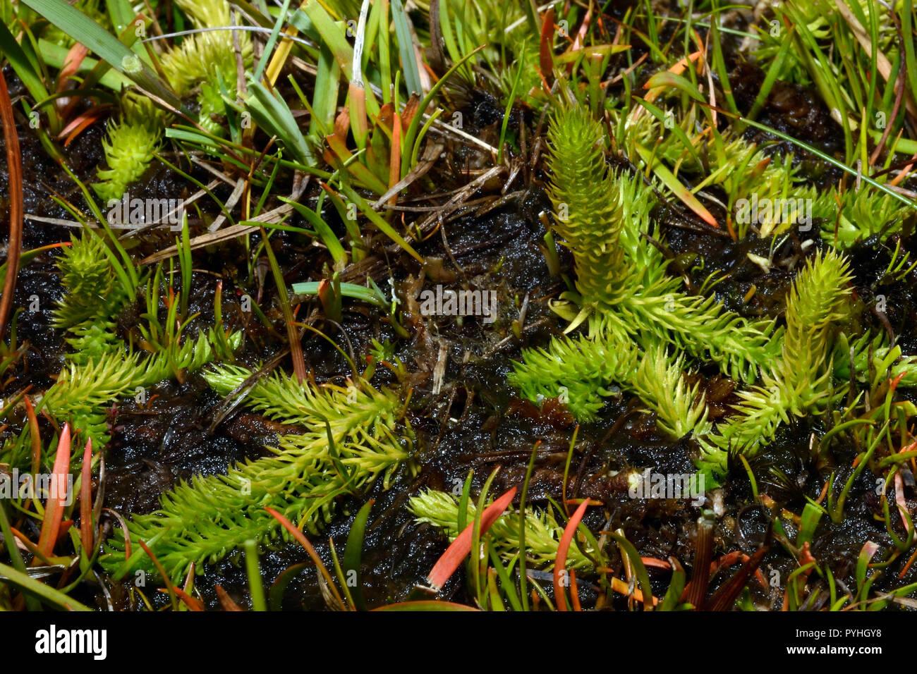 lycopodiella-inundata-marsh-club-moss-es-un-club-con-moss-y-distribucion-circumboreal-circumpolar-crece-en-habitat-humedo-de-la-tundra-humeda-incluida-pyhgy8.jpg