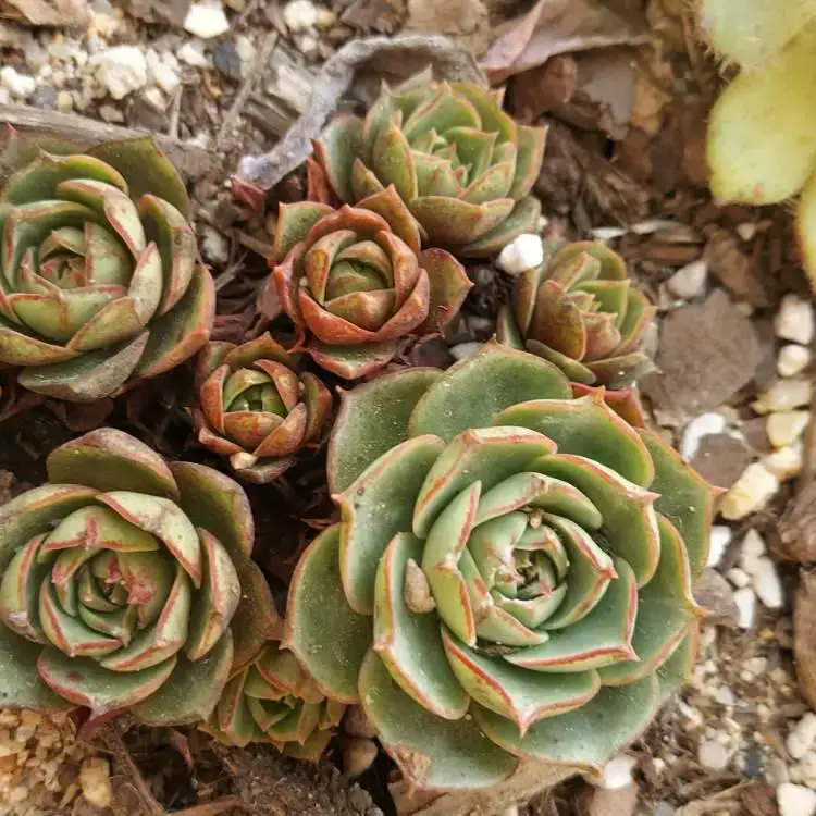 echeveria-longissima-var-longissima.jpeg