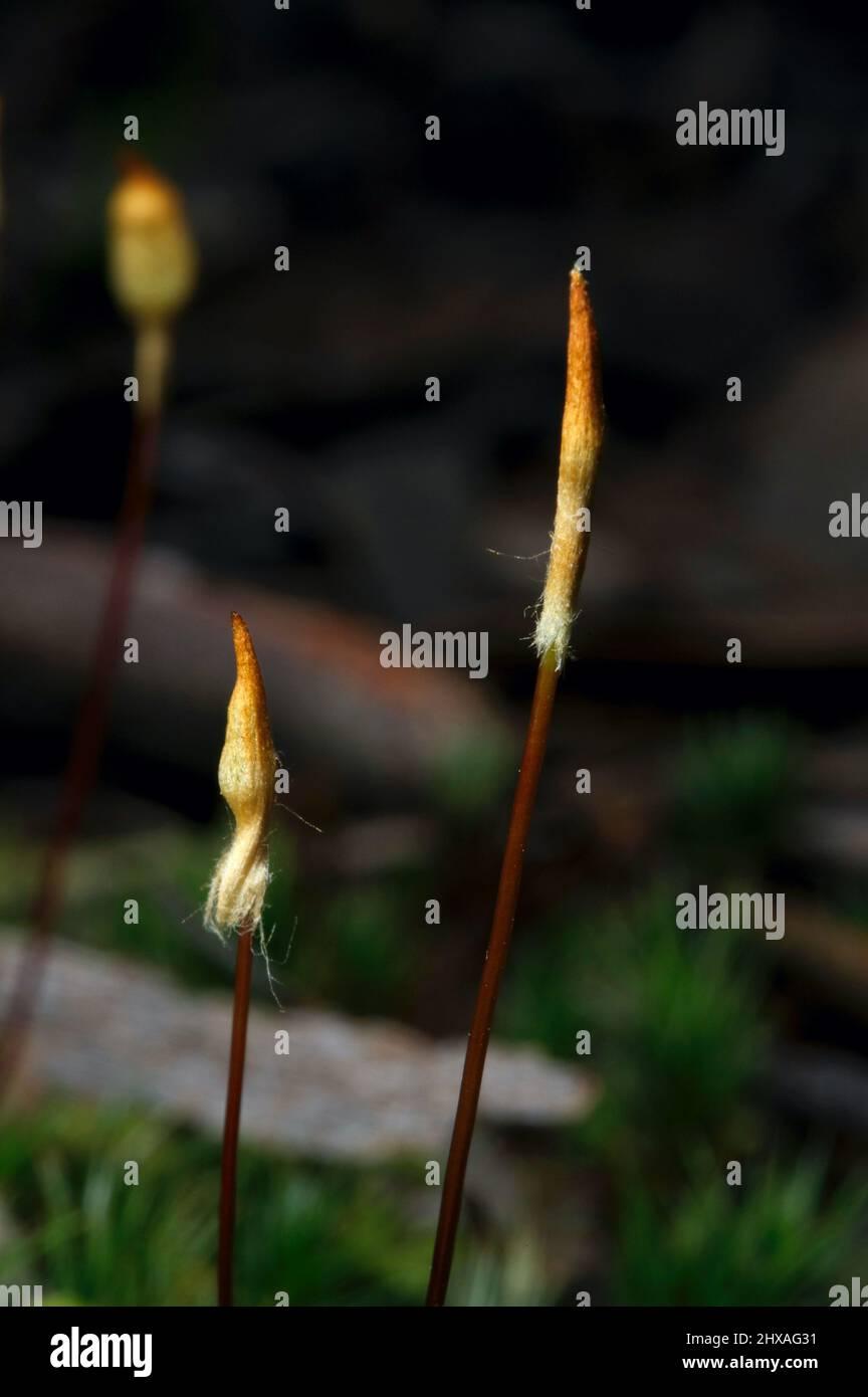 hugely-magnified-these-are-the-spores-of-a-colony-of-moss-growing-at-hochkins-ridge-flora-reserve-in-croydon-north-victoria-australia-2HXAG31.jpg