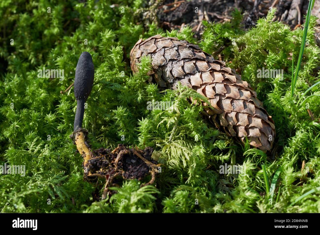 inedible-mushroom-tolypocladium-ophioglossoides-in-the-spruce-forest-known-as-goldenthread-cordyceps-wild-fungus-growing-in-the-moss-2D84NNB.jpg