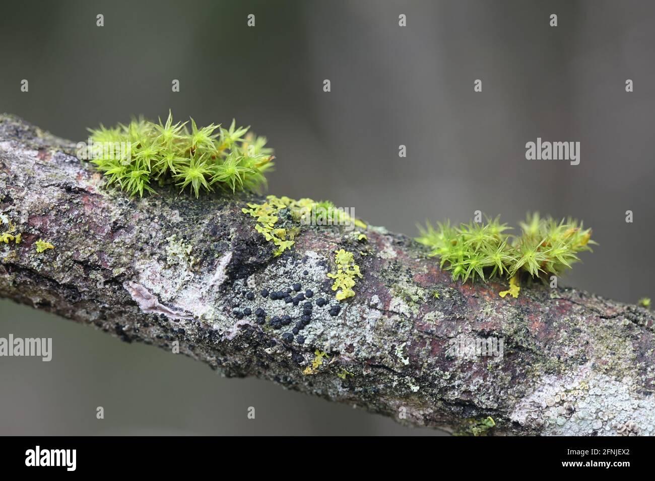 lewinskya-speciosa-also-called-orthotrichum-speciosum-a-bristle-moss-from-finland-with-no-common-english-name-2FNJEX2.jpg