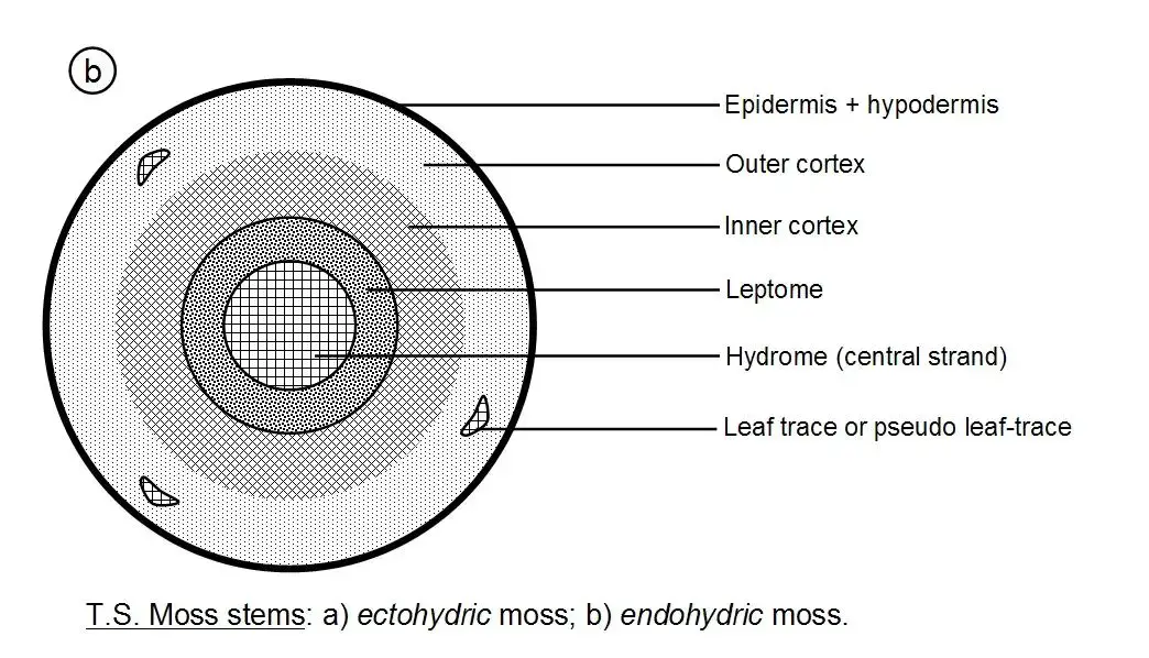 endohydric_moss_stem.jpg