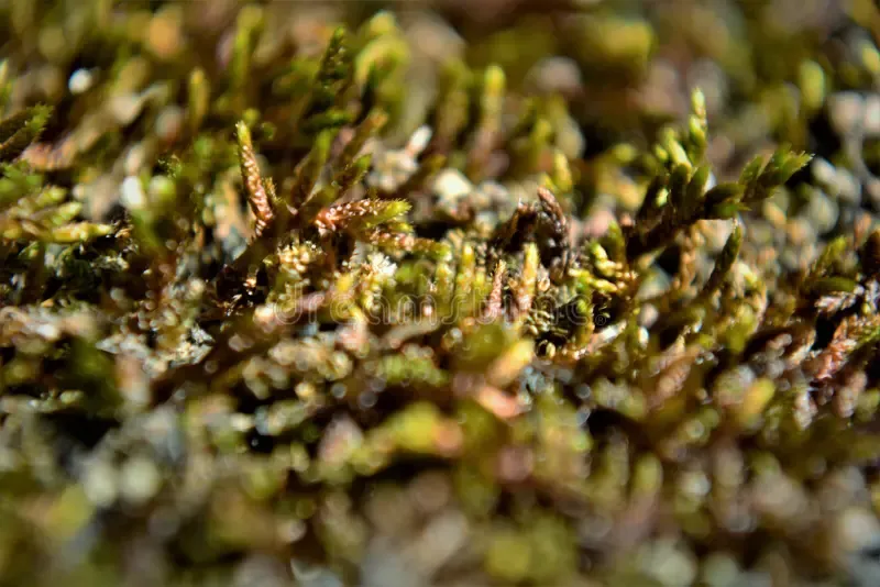 entodon-moss-growing-wall-cottage-details-216747442.jpg