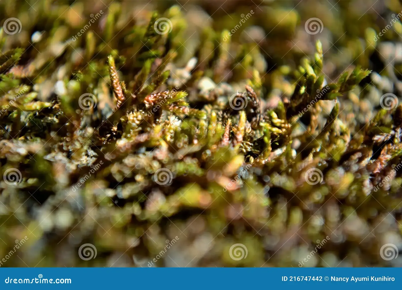 entodon-moss-growing-wall-cottage-details-216747442.jpg