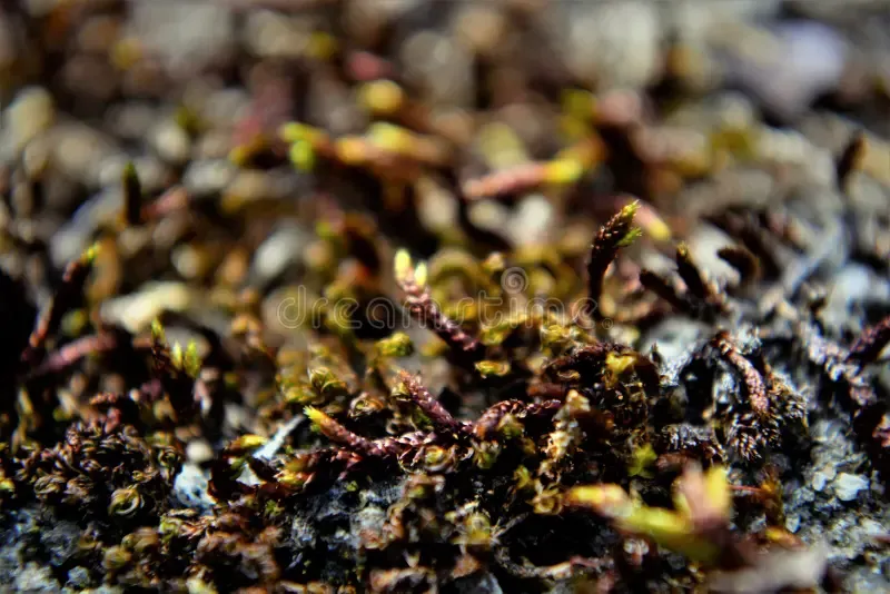 entodon-moss-growing-wall-cottage-several-entodon-growing-wall-216747456.jpg