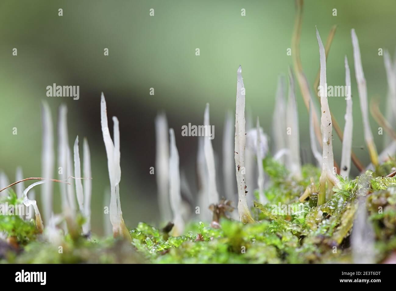 eocronartium-muscicola-moss-rust-a-fungus-growing-as-parasite-on-moss-in-finland-2E3T6DT.jpg