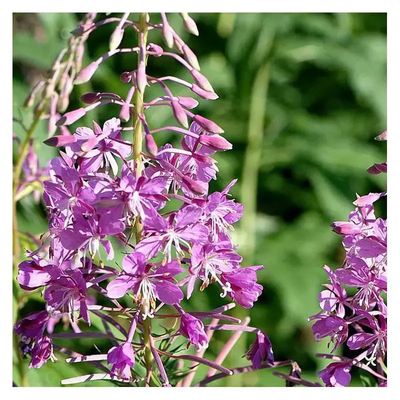 epilobium-angustifolium.jpg