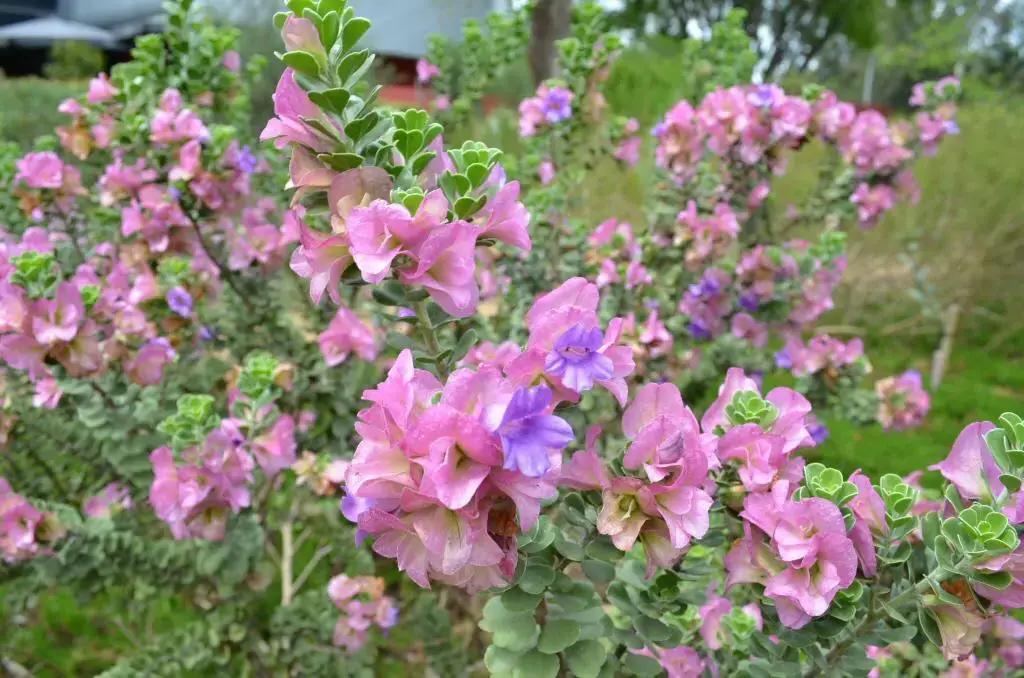 eremophila-cuneifolia_emu-bush-1.jpg