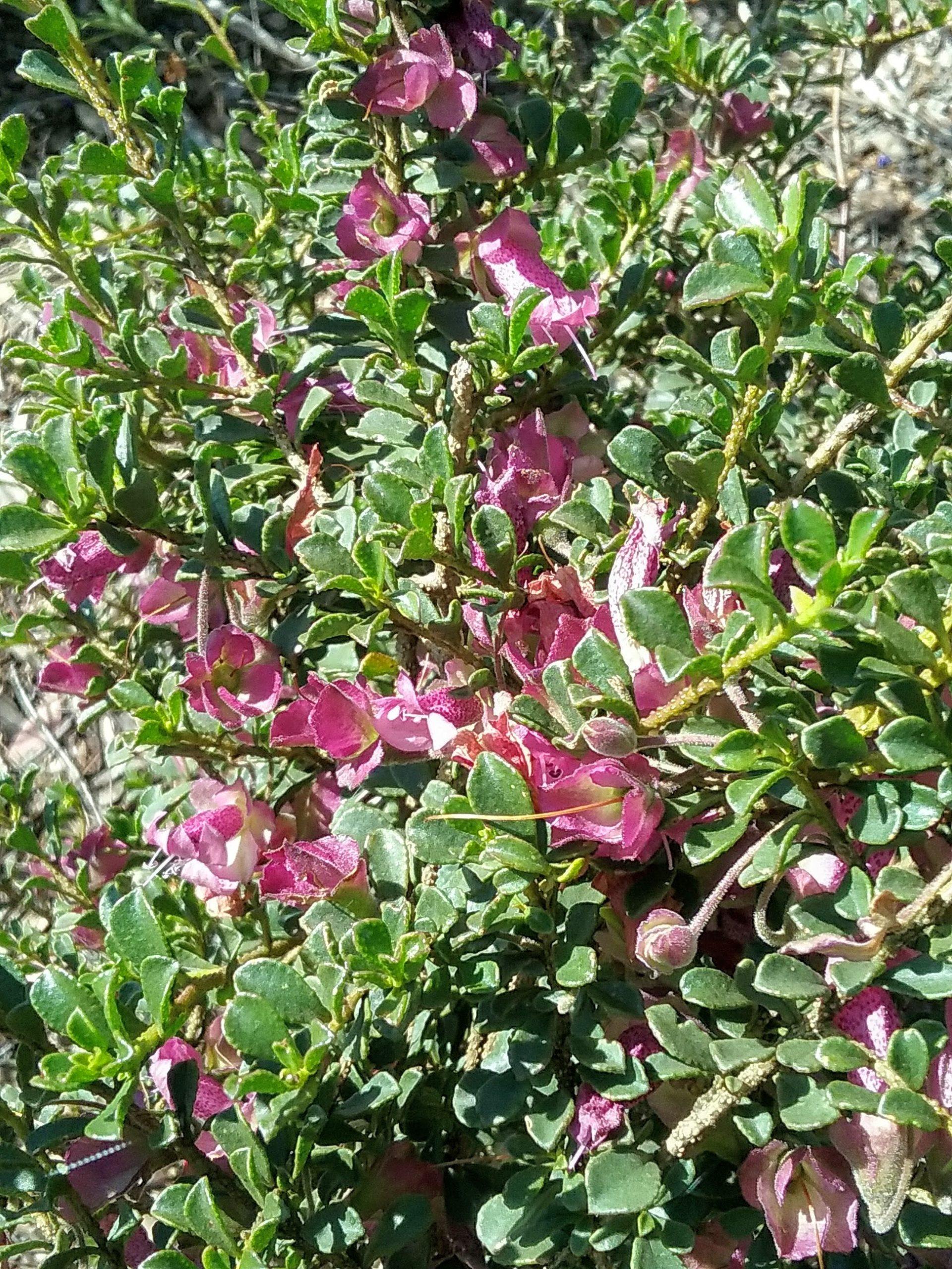 eremophila-purpurascens-scaled.jpg