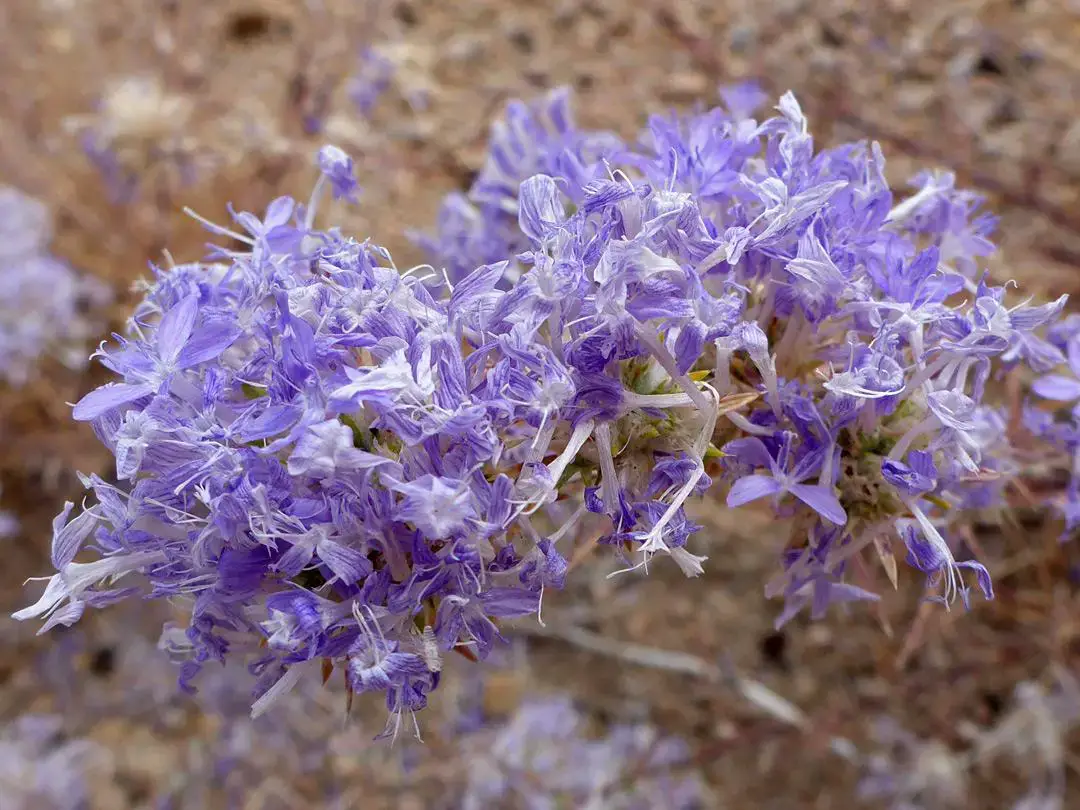 eriastrum-densifolium1.jpg