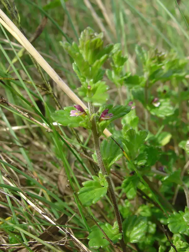 euphrasia-randii-ha-gmittelhauser.jpg