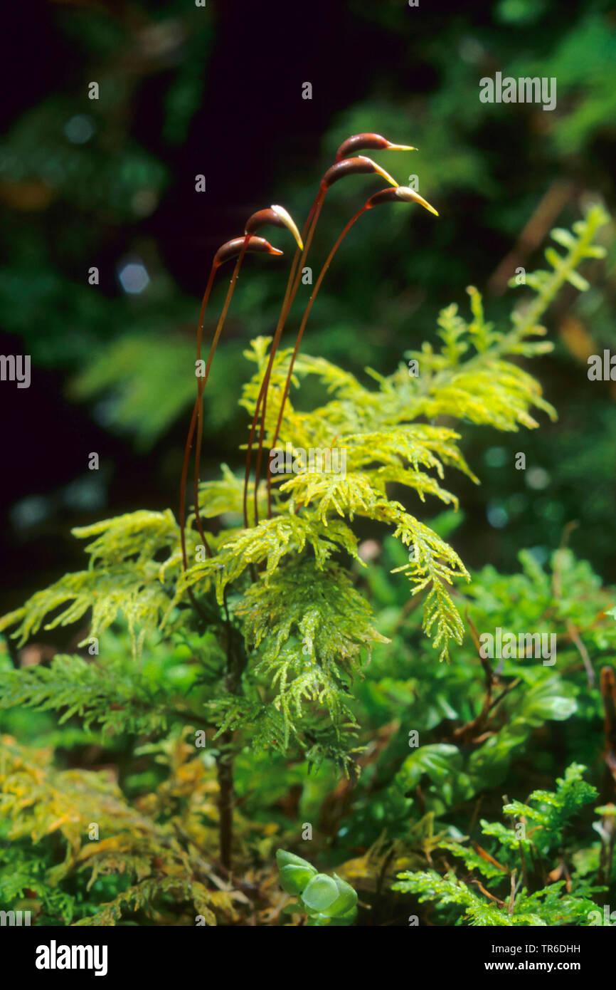 common-tamarisk-moss-thuidium-tamariscinum-hypnum-tamariscinum-thuidium-tamariscifolium-with-capsules-germany-TR6DHH.jpg