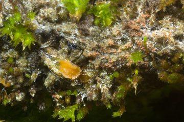 Octospora-leucoloma-var.-leucoloma.-San-Millan-de-los-Caballeros-Leon-28-I-2023-Bryum-sp-360x240.jpg