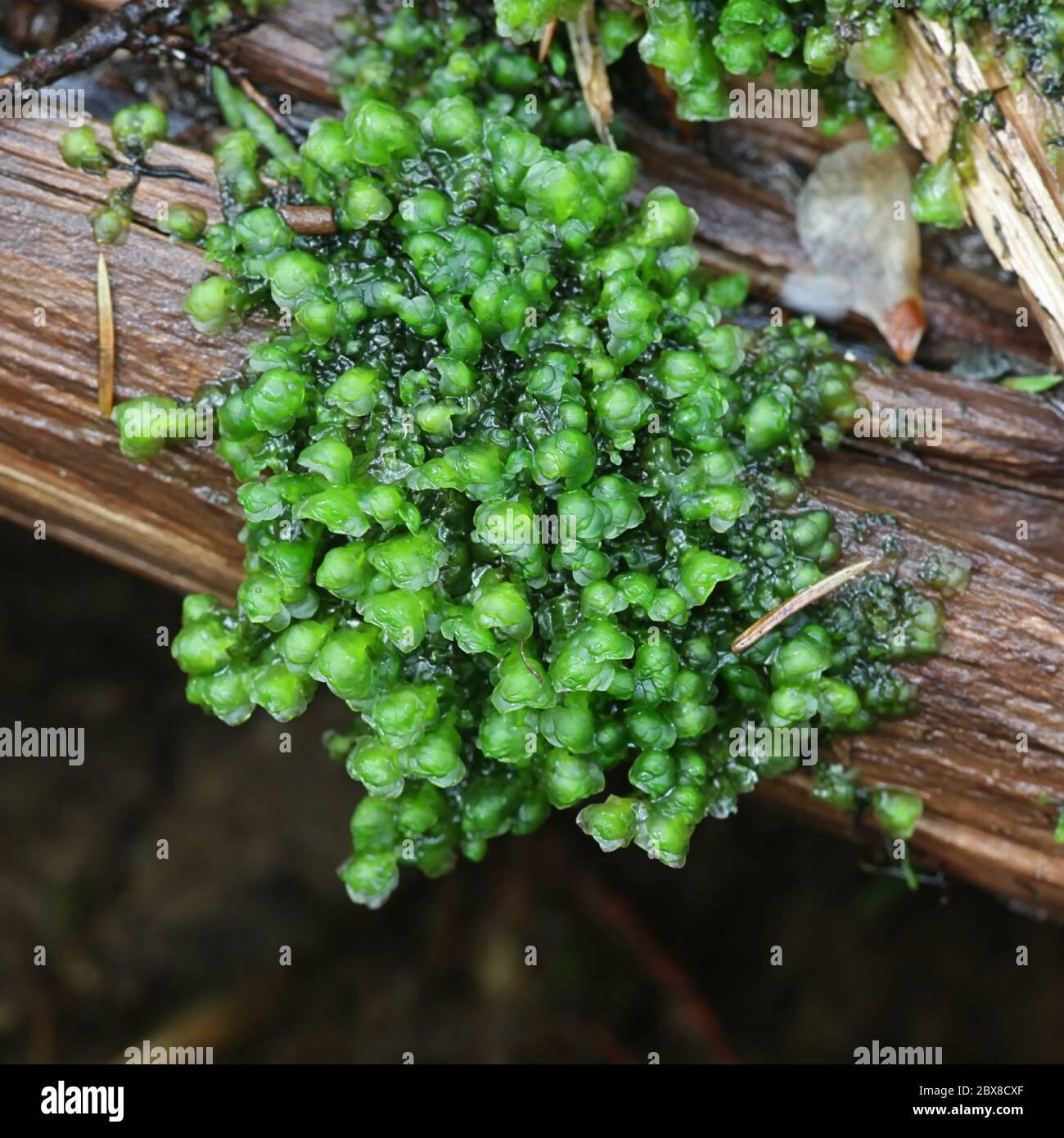 scapania-undulata-das-wasserohrkraut-ein-fettkraut-das-in-finnland-an-waldbachen-wachst-2bx8cxf.jpg