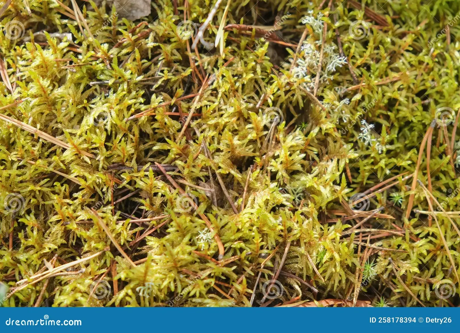 polytrichum-growing-forest-polytrichum-growing-moss-polytrichum-close-up-polytrichum-growing-forest-polytrichum-258178394.jpg