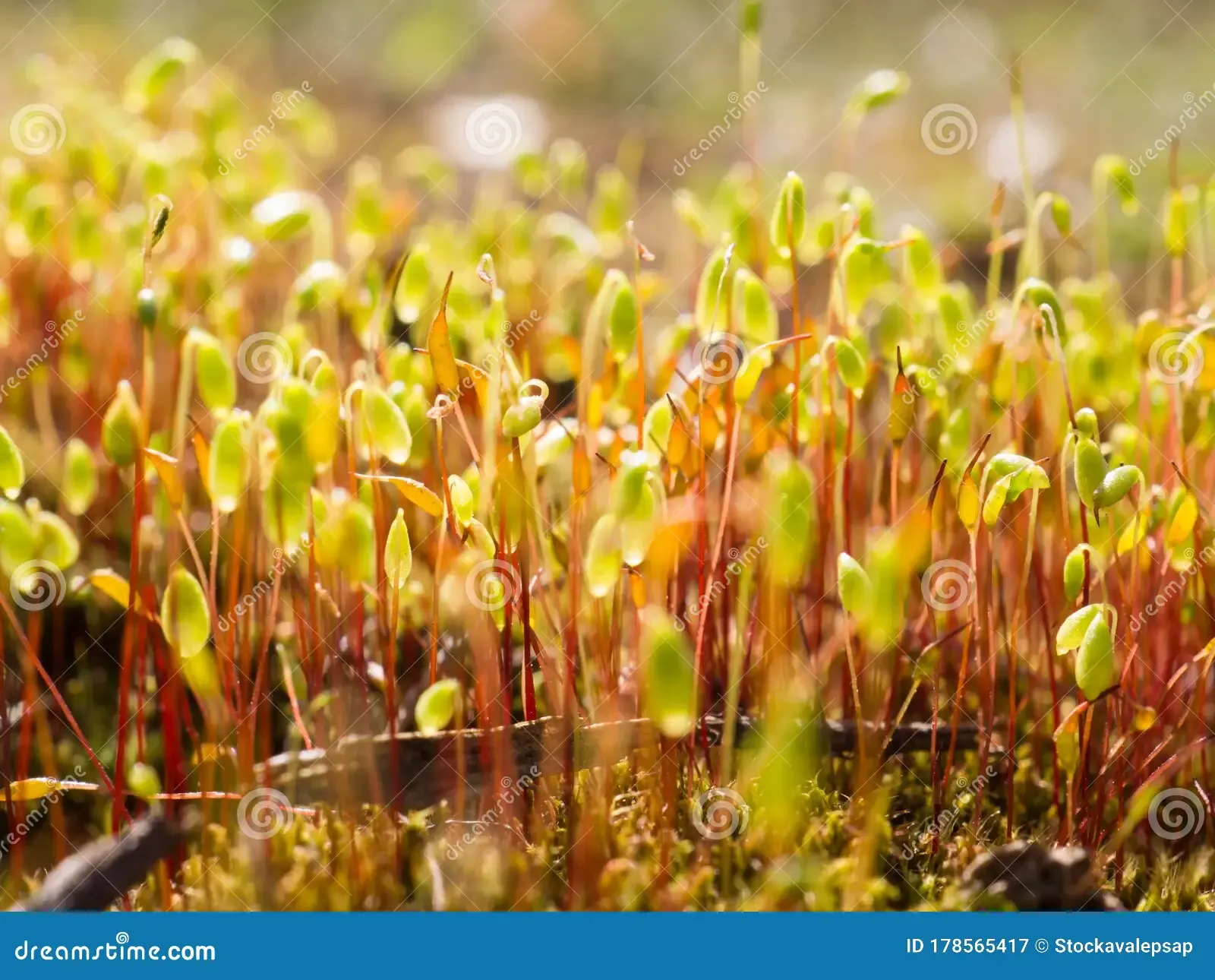 spore-capsules-close-up-group-spring-moss-pohlia-nutans-gold-light-macro-moss-spores-abstract-colorful-composition-178565417.jpg