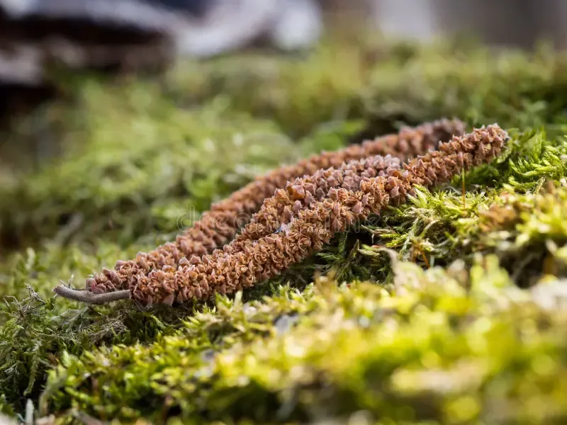 green-moss-dry-blossom-alnus-serrulata-hazel-alder-tree-macro-background-detail-smooth-spring-169672990.jpg