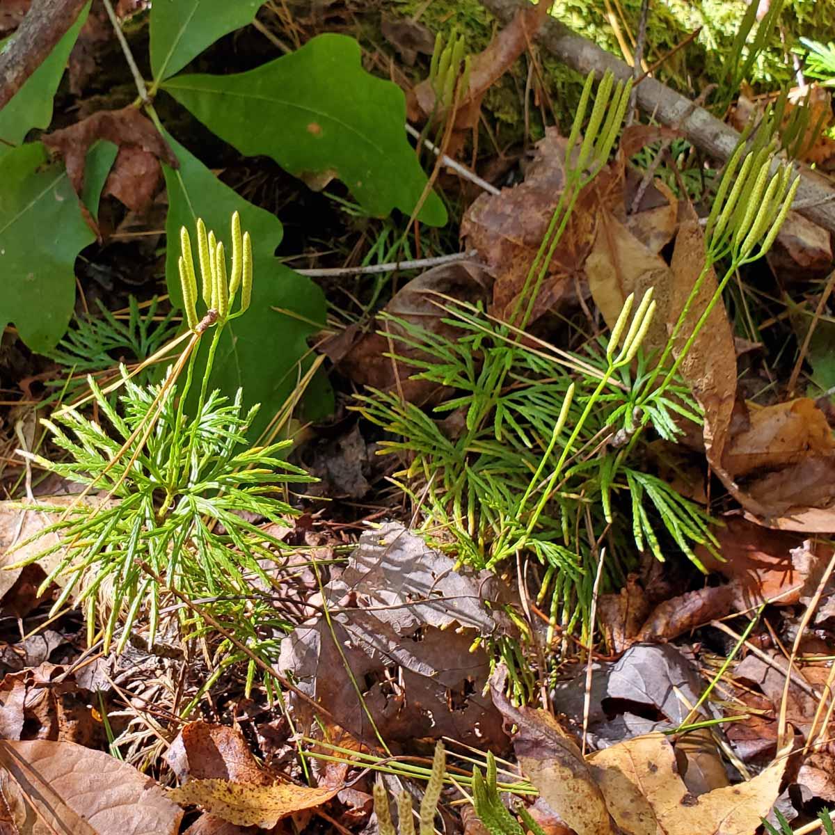 fan-club-moss-lycopodium-digitatum-20211022_124843.jpg