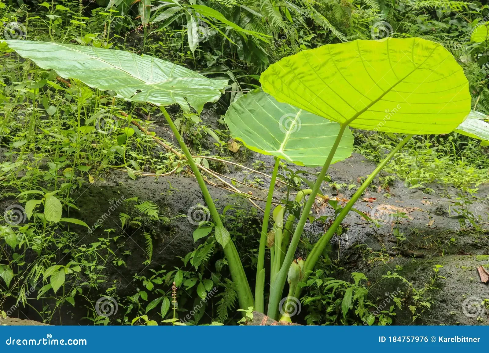 colocasia-gigantea-grows-boulders-overgrown-moss-den-dense-thickets-plants-rainforest-giant-elephant-ear-deep-184757976.jpg