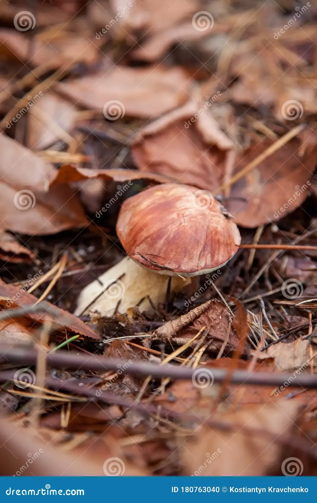 imleria-badia-boletus-badius-commonly-known-as-bay-bolete-growing-pine-tree-forest-close-up-view-autumn-edible-180763040.jpg