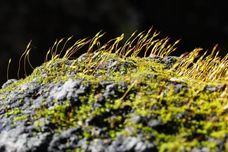 tortula-muralis-wall-screw-moss-anomalous-bristle-wall-malta-mediterranean-tortula-muralis-wall-screw-moss-anomalous-bristle-wall-182839545.jpg