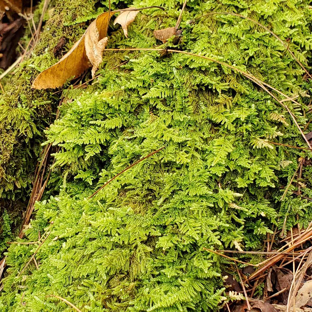 feather-moss-hypnum-sp.-20211013_104853.jpg