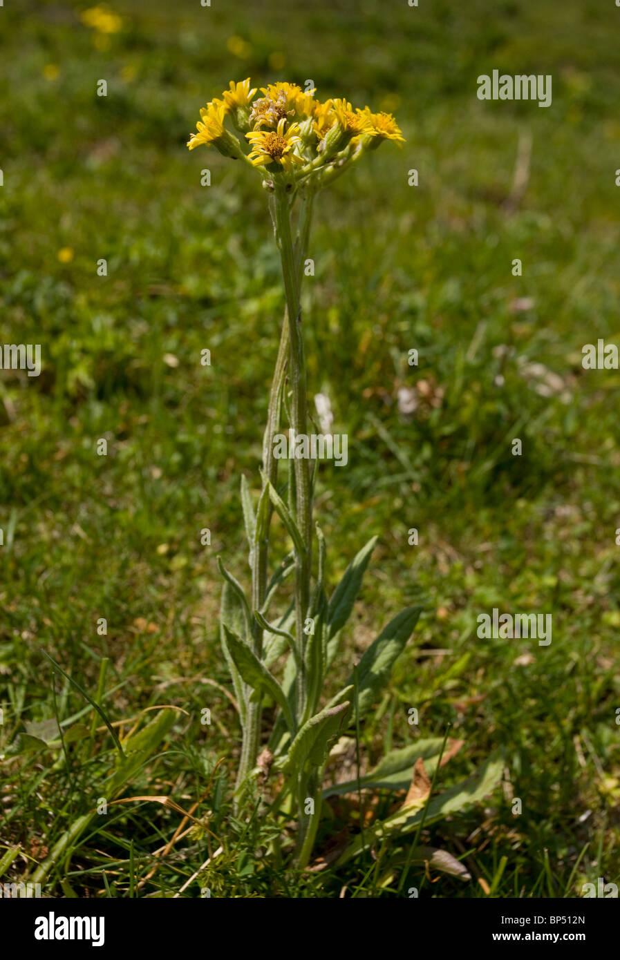 field-fleawort-senecio-integrifolius-on-monte-baldo-italy-BP512N.jpg