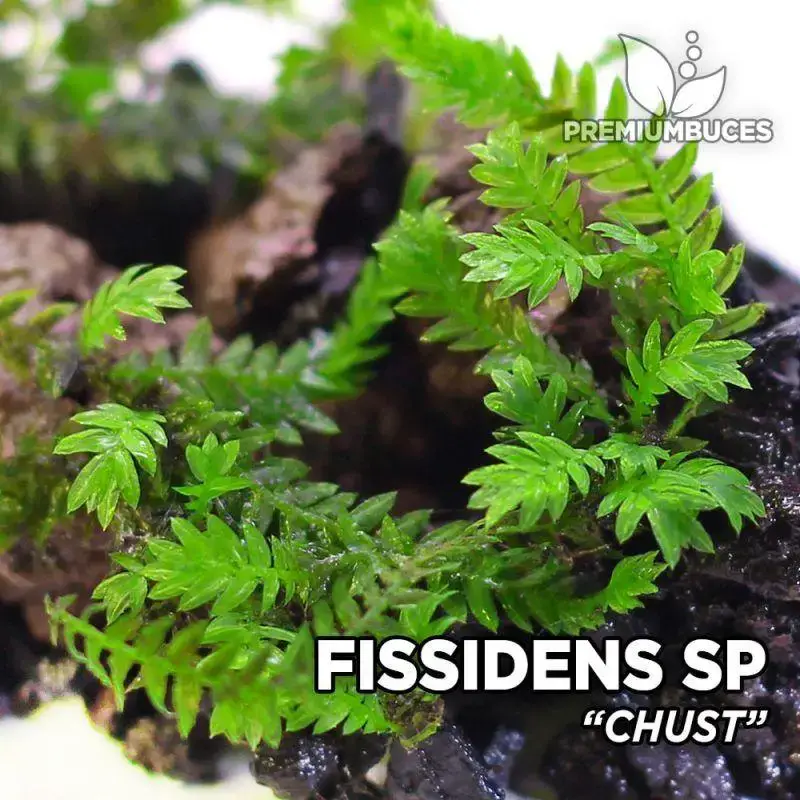 fissidens-chust-800x800.jpg