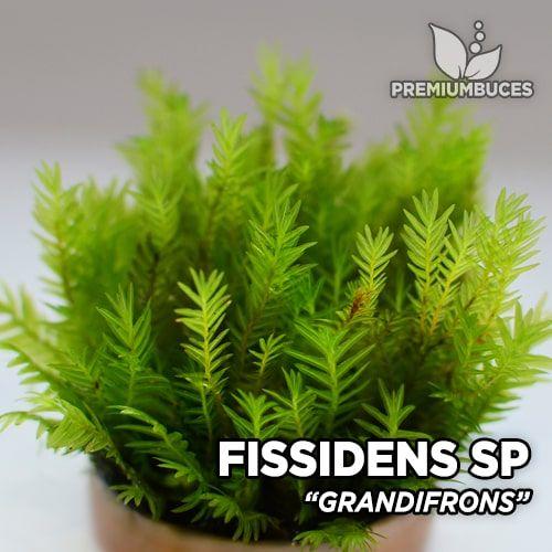 fissidens-grandifrons.jpg