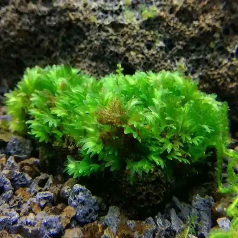 fissidens-sp-miroshaki-moss.jpg