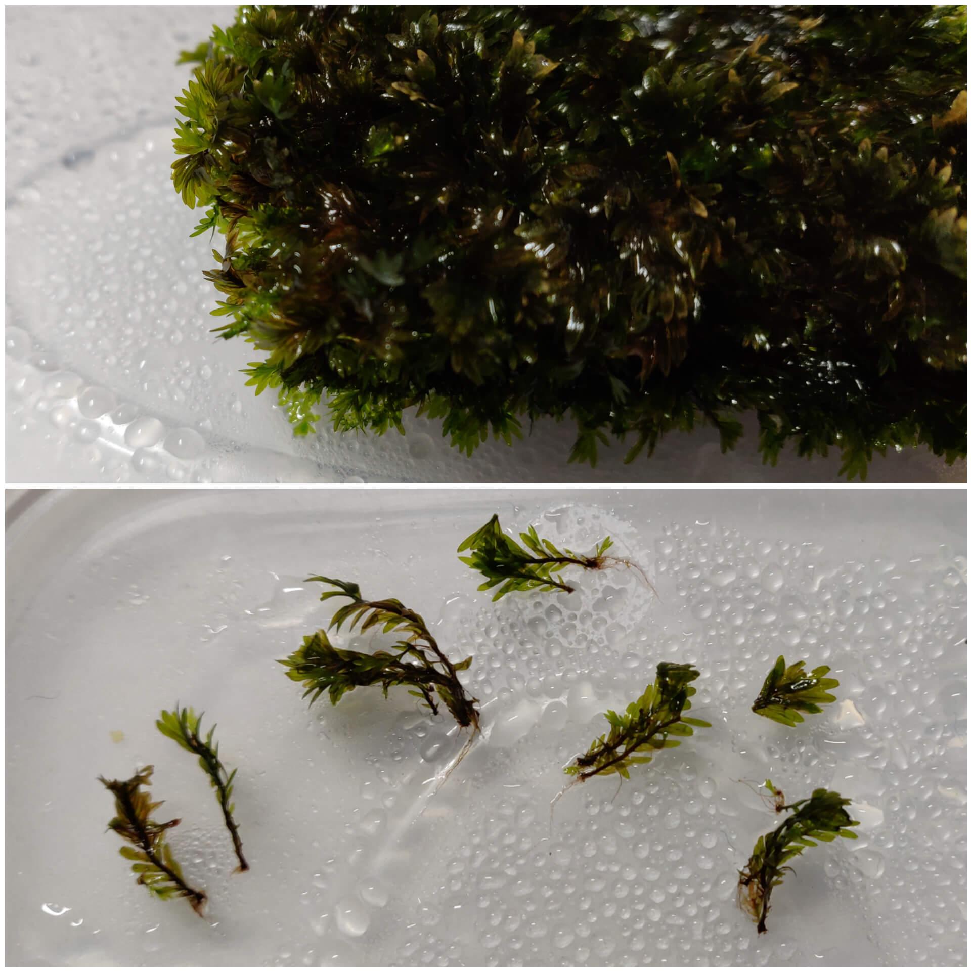 fissidens_miroshaki_moss_and_strands.jpg