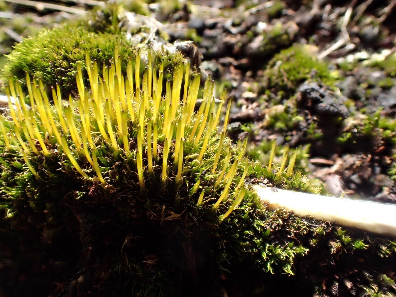 fountains-lichen-tetraplodon-mnioides-on-bone.JPG