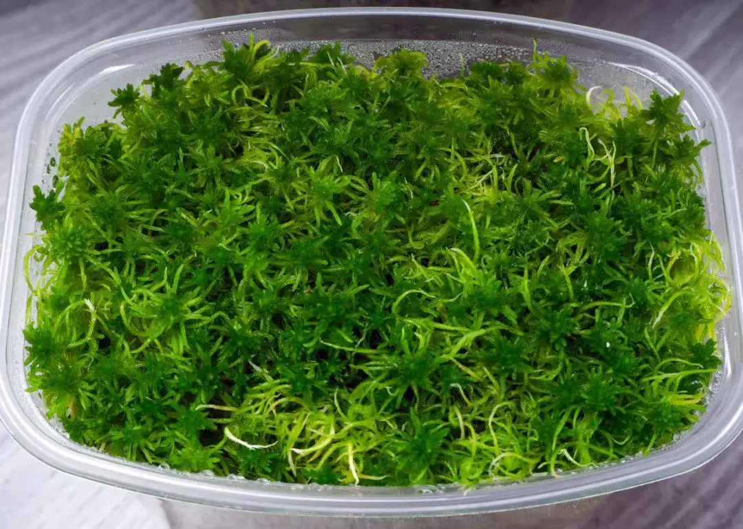 fresh-sphagnum-1080x769.jpg