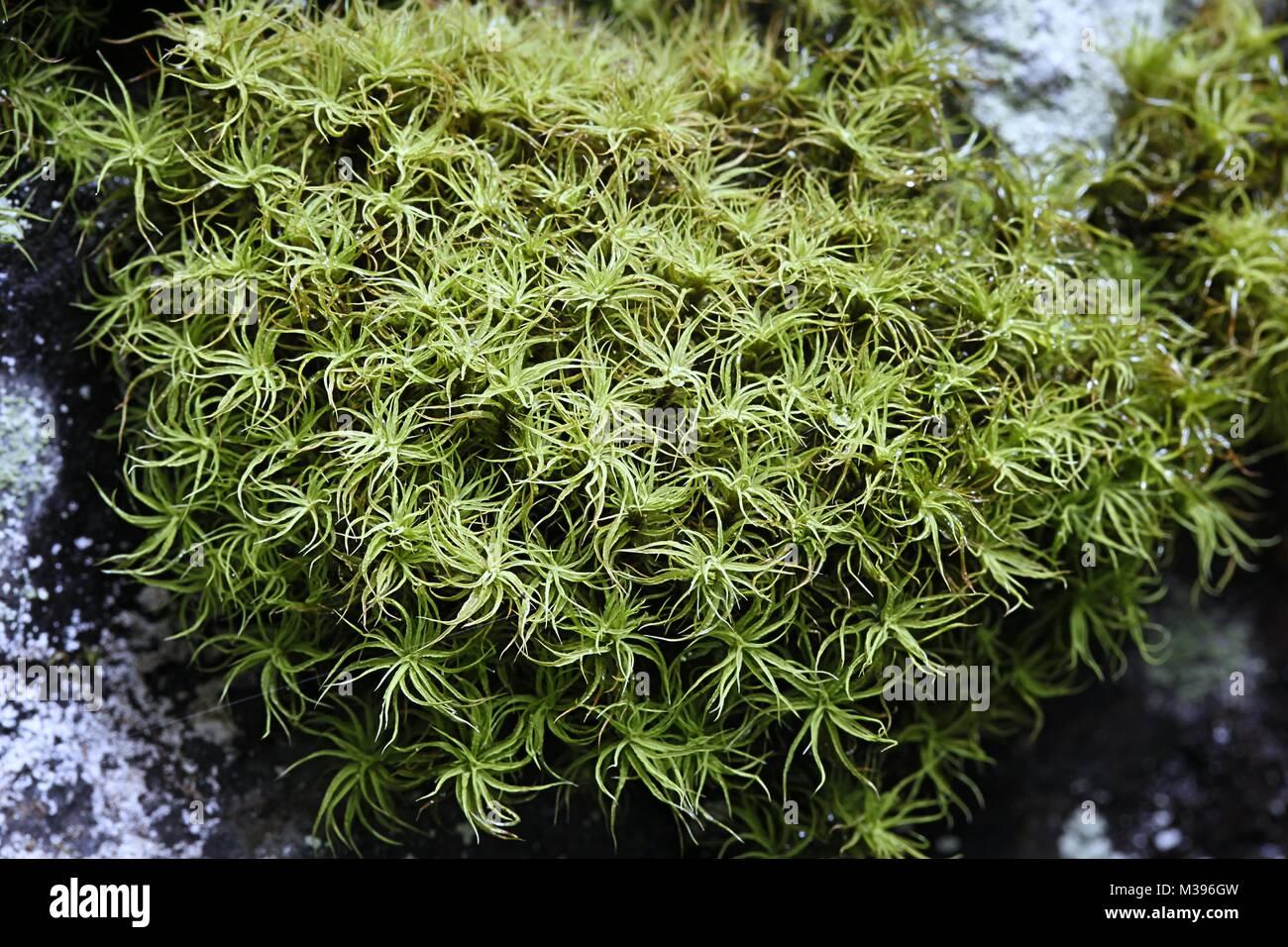 frizzled-crisp-moss-tortella-tortuosa-M396GW.jpg