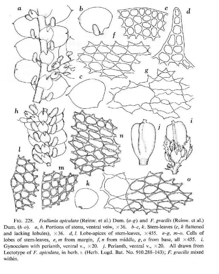 frullania-6d9d163a-50f9-4631-9d8f-263f84bdde1-resize-750.jpeg