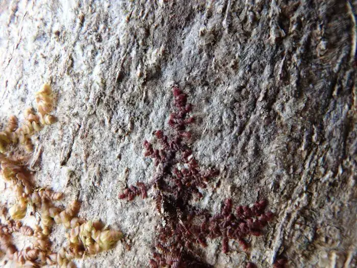 frullania-microphylla-t00376-68.jpg