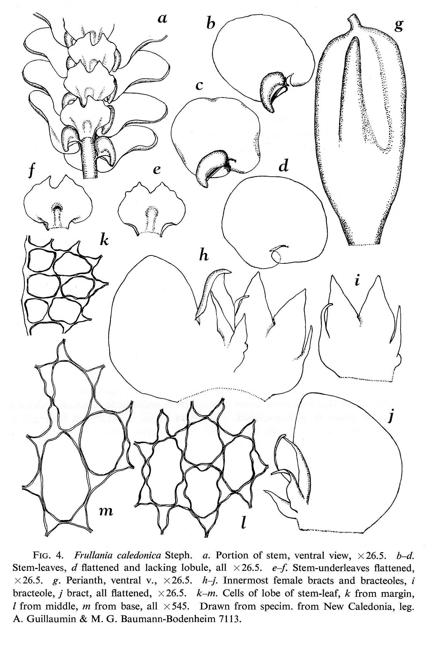 frullania_plates_new_cale_96.jpg