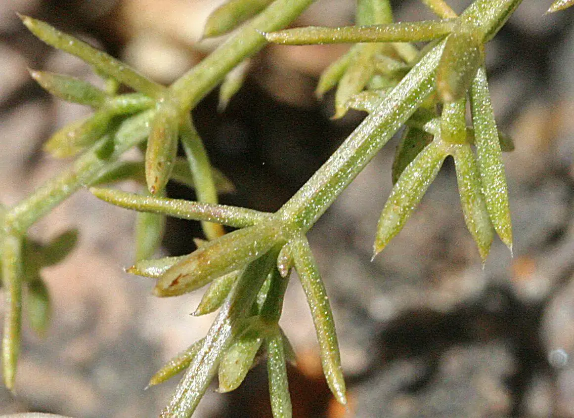 g_microphyllum1.jpg