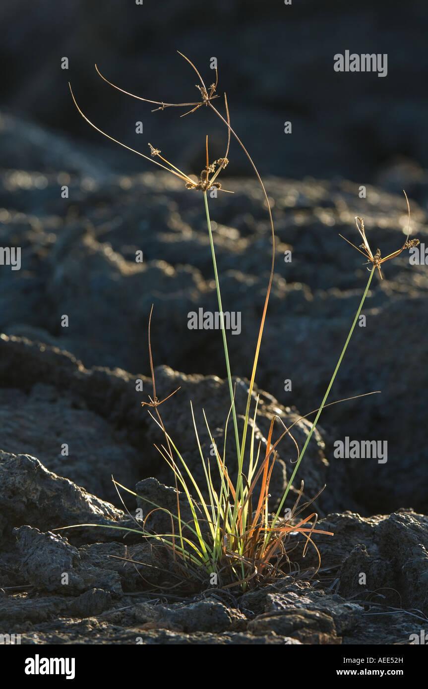 galapagos-sedge-cyperus-anderssonii-brown-flowers-appear-in-short-AEE52H.jpg